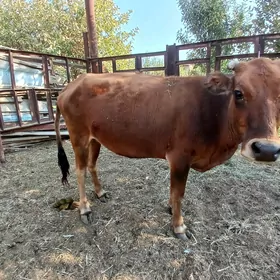 baklyk unajyn