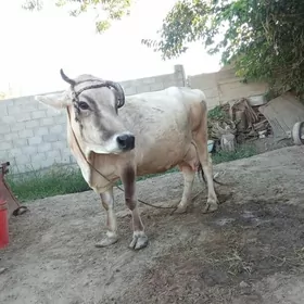 goleli sygyr