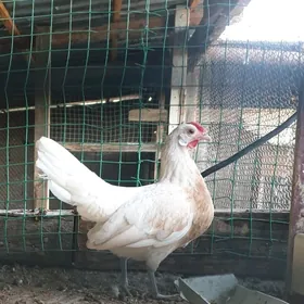 karlik