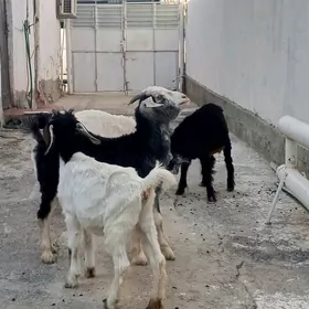 geci