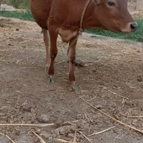 tüwe
