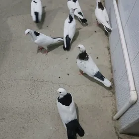 kepderi