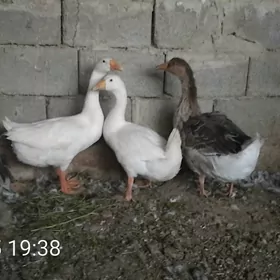 guva gaz gus