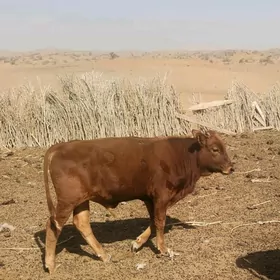okuzçe