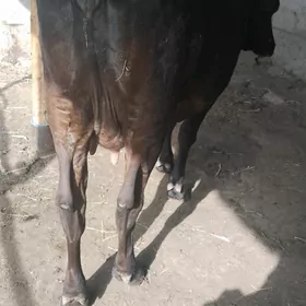 goleli sygyr
