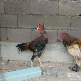 Taşkent horaz