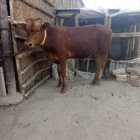ÖKÜZÇE
