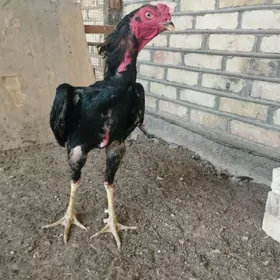 baysow horaz
