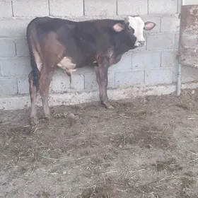 ÖKÜZ
