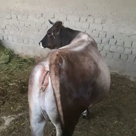 sygyr okuz tuwe