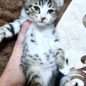 Отдам котят в добрые руки