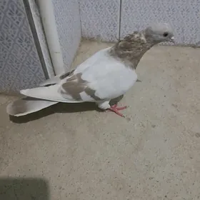 kepderi