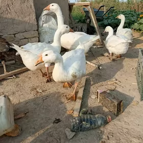 satlyk gazlar