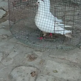 kepter satlyk