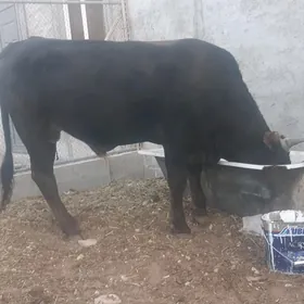 őkuz