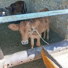 Gulajyn gole