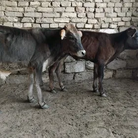 OKÜZ TÜWE TOHIM MALAR