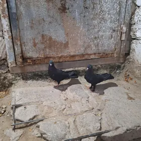 kepderi