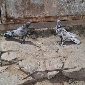 kepderi