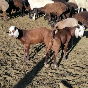Pakisdan teke