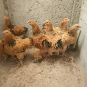 palawin brama