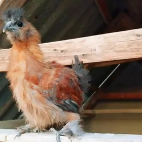 Karlık towşantüý troýka towuk