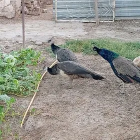 Tavus