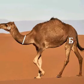 DÜÝE