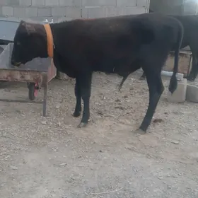 öküz