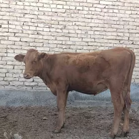 krasny stipnoy gole arasssa