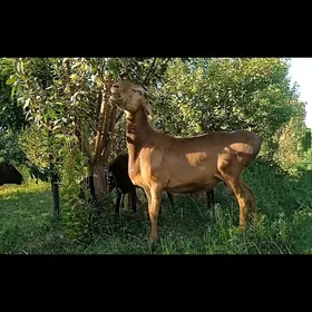 Araşan tohum goç