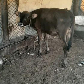 Гачар