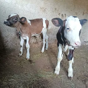 okuzçe