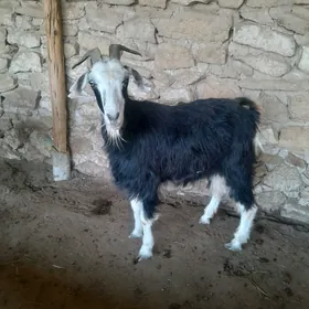 geci