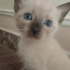 Сиамские котята