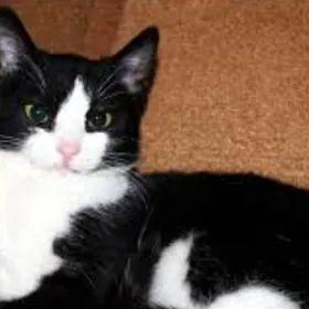котик