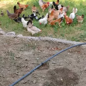 towuklar