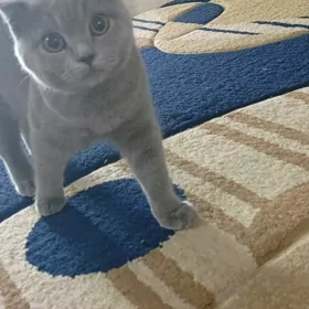 pişik