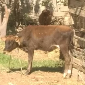 Göleler