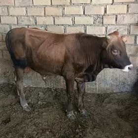 ökuz