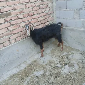 Yas geci bakynmaga