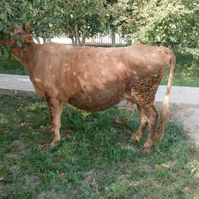 sagylyan sygyr