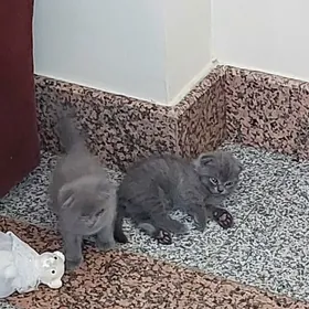 Породистые шотландские вислоуш