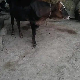 Göle tüwe