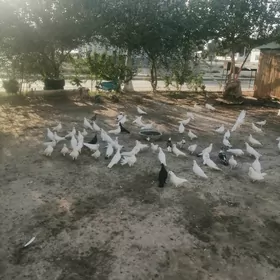 Kepderi