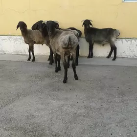 Tokli