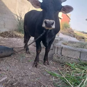 GÖLE ÖKÜZ