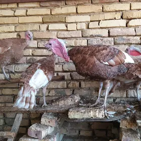 gyzyl owgan paroda induklar