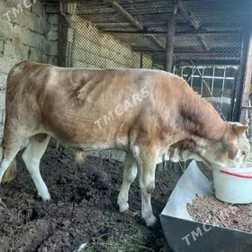 öküz