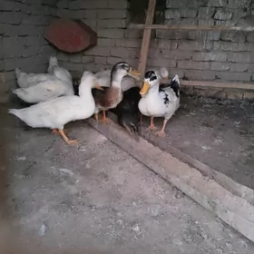 gak gak
